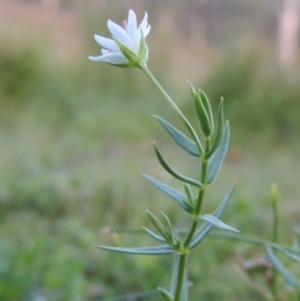 Stellaria angustifolia at Rob Roy Spring 2(F) - 3 Feb 2018