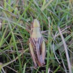 Praxibulus sp. (genus) at Conder, ACT - 3 Feb 2018 08:24 PM