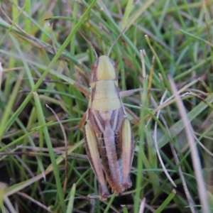 Praxibulus sp. (genus) at Conder, ACT - 3 Feb 2018 08:24 PM