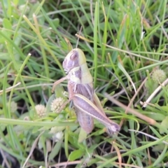 Praxibulus sp. (genus) at Conder, ACT - 3 Feb 2018