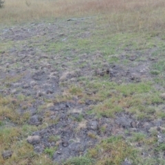 Sus scrofa (Pig (feral)) at Rob Roy Range - 3 Feb 2018 by MichaelBedingfield