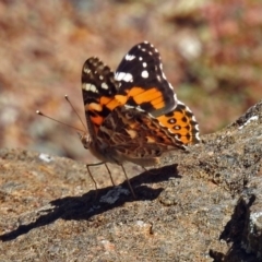 Vanessa kershawi (Australian Painted Lady) at Acton, ACT - 16 Feb 2018 by RodDeb