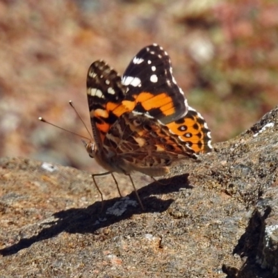 Vanessa kershawi (Australian Painted Lady) at Acton, ACT - 16 Feb 2018 by RodDeb