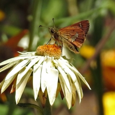 Dispar compacta (Barred Skipper) at Acton, ACT - 16 Feb 2018 by RodDeb