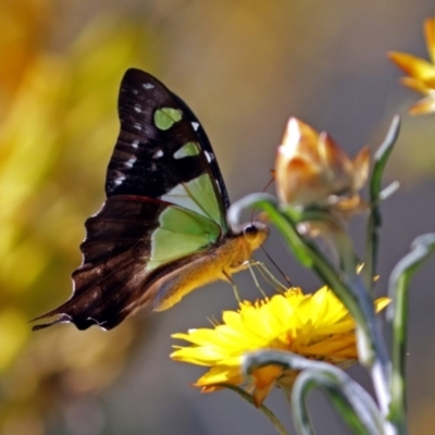 Graphium macleayanum (Macleay's Swallowtail) at Acton, ACT - 16 Feb 2018 by RodDeb