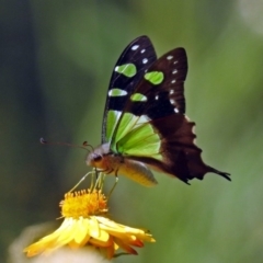 Graphium macleayanum (Macleay's Swallowtail) at Acton, ACT - 16 Feb 2018 by RodDeb