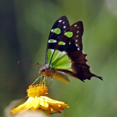 Graphium macleayanum (Macleay's Swallowtail) at Acton, ACT - 16 Feb 2018 by RodDeb