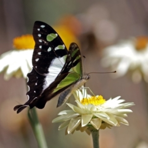 Graphium macleayanum at Acton, ACT - 16 Feb 2018