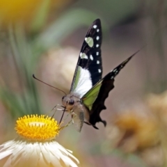 Graphium macleayanum at Acton, ACT - 16 Feb 2018