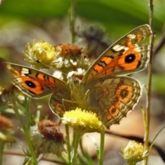 Junonia villida (Meadow Argus) at Acton, ACT - 16 Feb 2018 by RodDeb