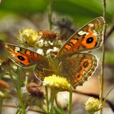 Junonia villida (Meadow Argus) at Acton, ACT - 16 Feb 2018 by RodDeb