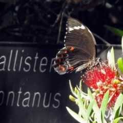 Papilio aegeus (Orchard Swallowtail, Large Citrus Butterfly) at Acton, ACT - 16 Feb 2018 by RodDeb