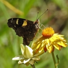 Vanessa itea (Yellow Admiral) at Acton, ACT - 16 Feb 2018 by RodDeb