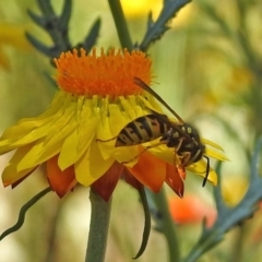 Vespula germanica at Acton, ACT - 16 Feb 2018