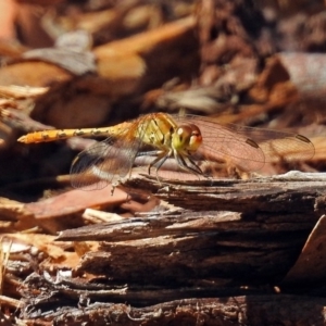 Diplacodes bipunctata at Acton, ACT - 16 Feb 2018