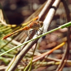 Diplacodes bipunctata at Acton, ACT - 16 Feb 2018