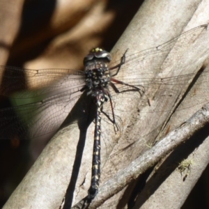 Austroaeschna multipunctata at Cotter River, ACT - 12 Feb 2018