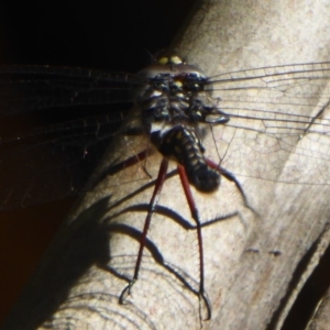 Austroaeschna multipunctata at Cotter River, ACT - 12 Feb 2018