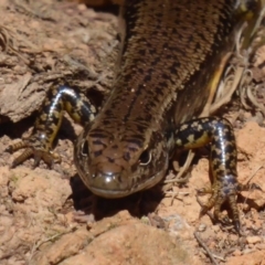 Eulamprus heatwolei (Yellow-bellied Water Skink) at Cotter River, ACT - 12 Feb 2018 by Christine