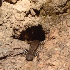 Eulamprus heatwolei at Cotter River, ACT - 12 Feb 2018