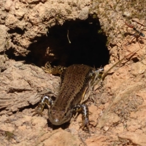 Eulamprus heatwolei at Cotter River, ACT - 12 Feb 2018