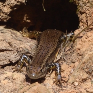 Eulamprus heatwolei at Cotter River, ACT - 12 Feb 2018