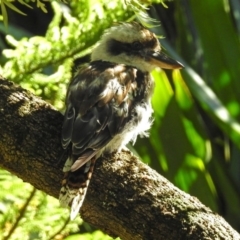 Dacelo novaeguineae (Laughing Kookaburra) at Acton, ACT - 16 Feb 2018 by RodDeb