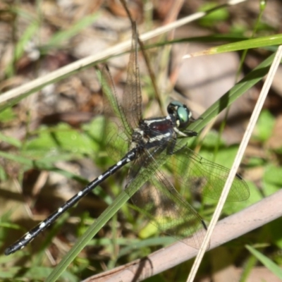 Eusynthemis guttata (Southern Tigertail) at Cotter River, ACT - 11 Feb 2018 by Christine