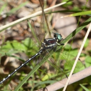 Eusynthemis guttata at Cotter River, ACT - 12 Feb 2018