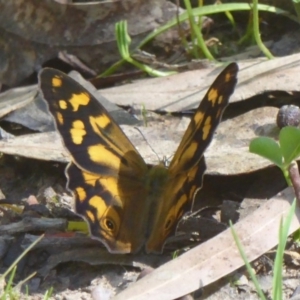 Heteronympha banksii at Uriarra Village, ACT - suppressed