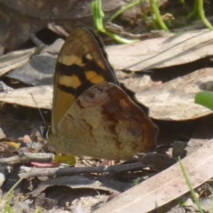 Heteronympha banksii at Uriarra Village, ACT - suppressed