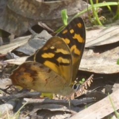 Heteronympha banksii at Uriarra Village, ACT - suppressed