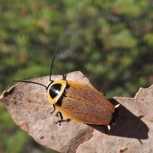 Ellipsidion australe at Acton, ACT - 16 Feb 2018 09:39 AM