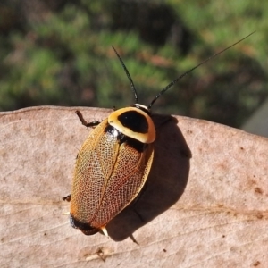 Ellipsidion australe at Acton, ACT - 16 Feb 2018 09:39 AM