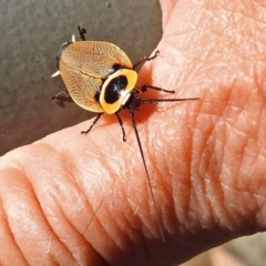 Ellipsidion australe at Acton, ACT - 16 Feb 2018 09:39 AM