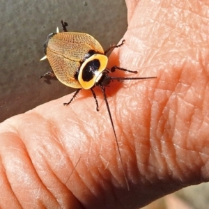 Ellipsidion australe at Acton, ACT - 16 Feb 2018 09:39 AM