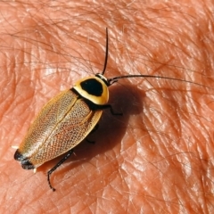 Ellipsidion australe at Acton, ACT - 16 Feb 2018 09:39 AM