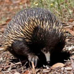 Tachyglossus aculeatus (Short-beaked Echidna) at Acton, ACT - 16 Feb 2018 by RodDeb