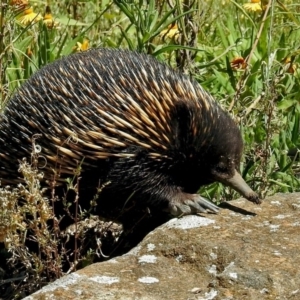 Tachyglossus aculeatus at Acton, ACT - 16 Feb 2018