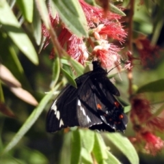 Papilio aegeus (Orchard Swallowtail, Large Citrus Butterfly) at Macarthur, ACT - 16 Feb 2018 by RodDeb