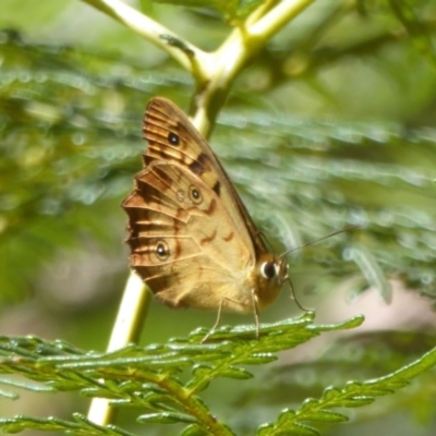 Heteronympha penelope (Shouldered Brown) at Cotter River, ACT - 12 Feb 2018 by Christine