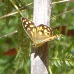 Heteronympha paradelpha (Spotted Brown) at Cotter River, ACT - 12 Feb 2018 by Christine