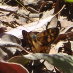 Geitoneura klugii (Marbled Xenica) at Cotter River, ACT - 12 Feb 2018 by Christine