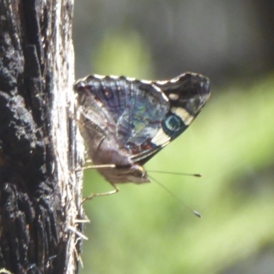 Vanessa itea (Yellow Admiral) at Cotter River, ACT - 12 Feb 2018 by Christine