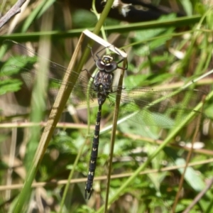 Austroaeschna multipunctata at Cotter River, ACT - 12 Feb 2018