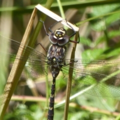 Austroaeschna multipunctata at Cotter River, ACT - 12 Feb 2018