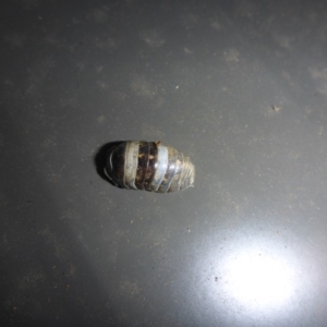 Armadillidium vulgare at Reid, ACT - 21 May 2016