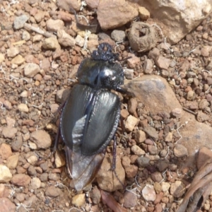 Safrina jugularis at Cotter River, ACT - 12 Feb 2018 02:38 PM