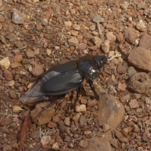 Safrina jugularis at Cotter River, ACT - 12 Feb 2018 02:38 PM