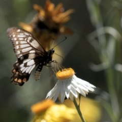 Papilio anactus (Dainty Swallowtail) at Acton, ACT - 16 Feb 2018 by AlisonMilton